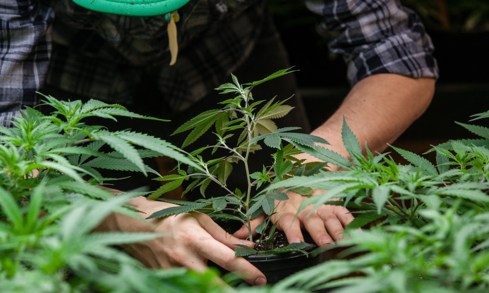 Growing Cannabis – Which are the Best CFL Bulbs?