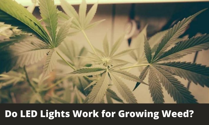 Do LED Lights Work for Growing Weed?