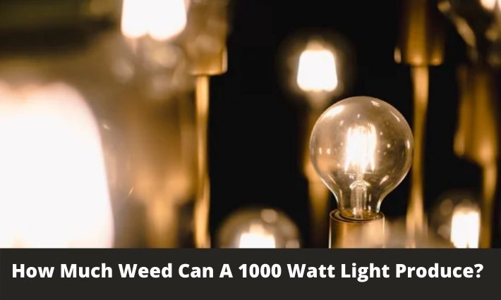 How Much Weed Can A 1000 Watt Light Produce?