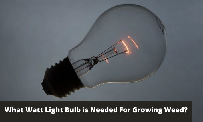 What Watt Light Bulb is Needed For Growing Weed?