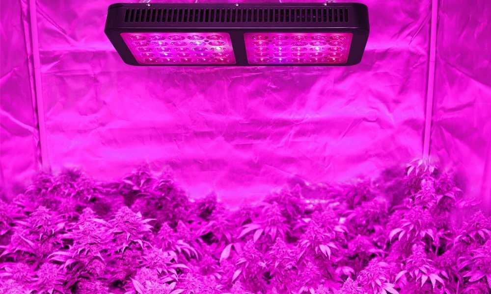 Best Rated LED Grow Lights SunLike Effects in a Compact Package