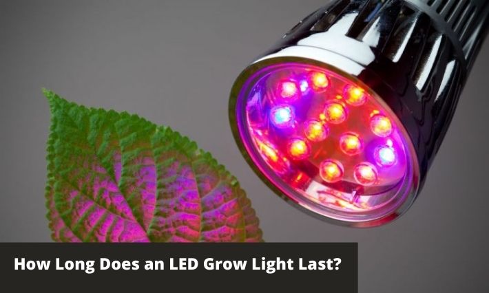 How Long Does an LED Grow Light Last