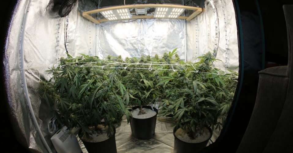 Benefits of Using a Grow Tent Is A Grow Tent Necessary