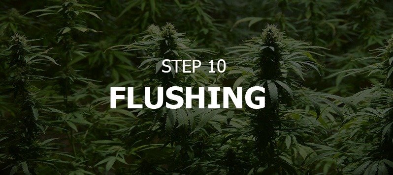 flushing