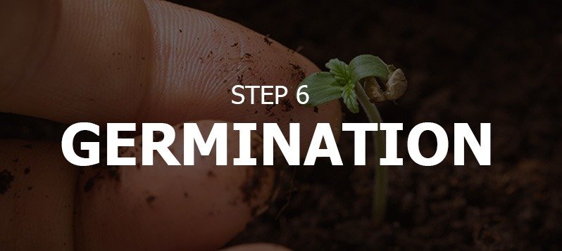 germination