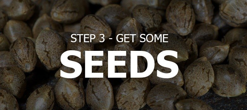 Get Some Seeds