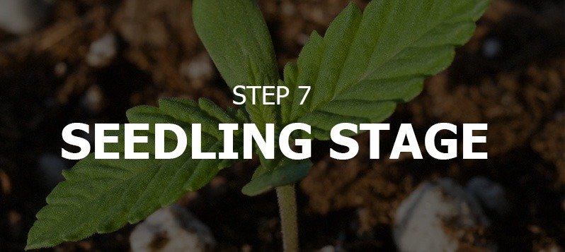 Seedling Stage