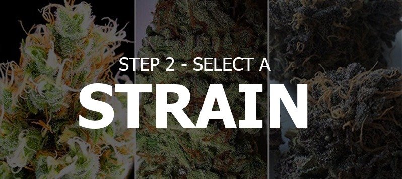 Select A Strain