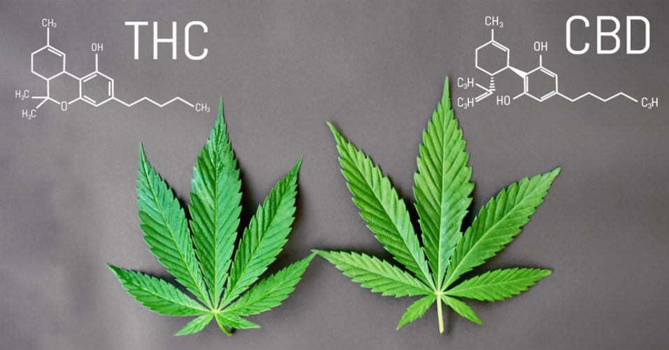 Difference Between THC and CBD Things A Budtender Should Know 