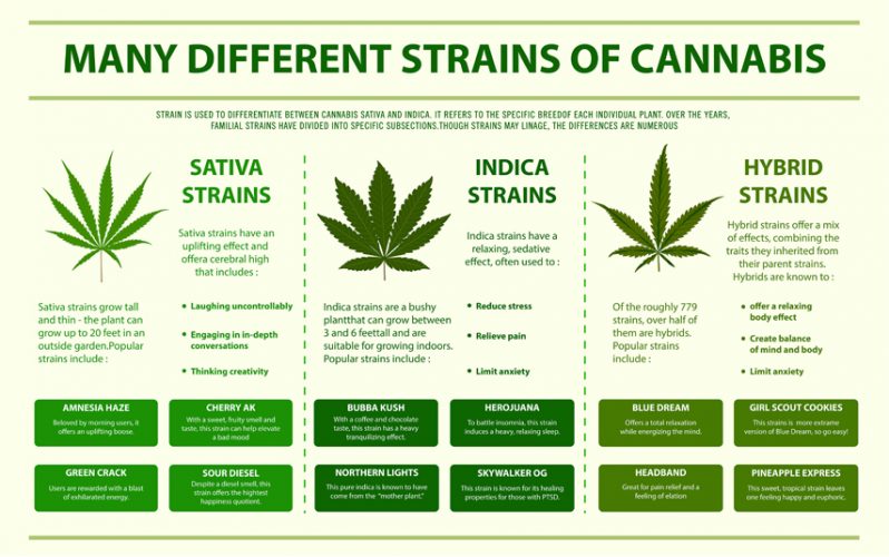 How Strains Differ Things A Budtender Should Know