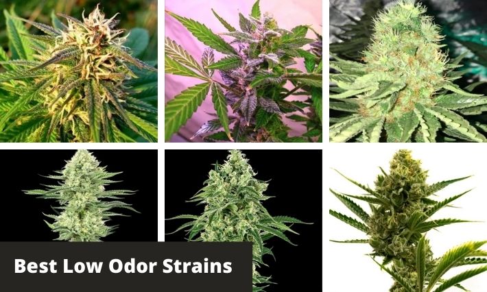 best low odor strains