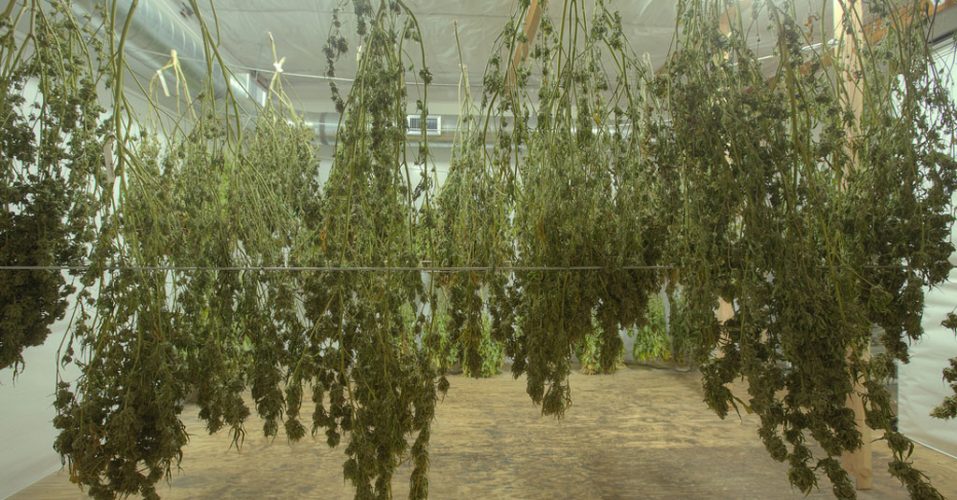 Drying Weed