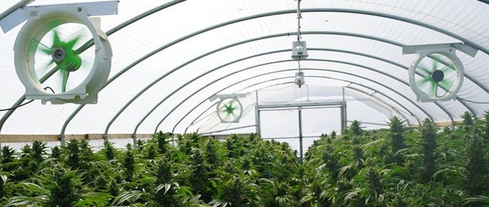 Ensure Air Circulation How To Make Buds Bigger During Flowering