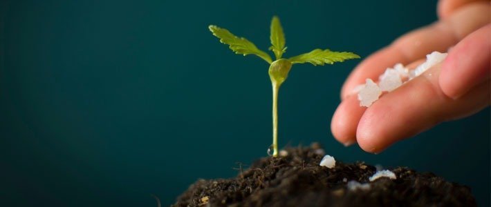 Fertilizer How To Make Buds Bigger During Flowering