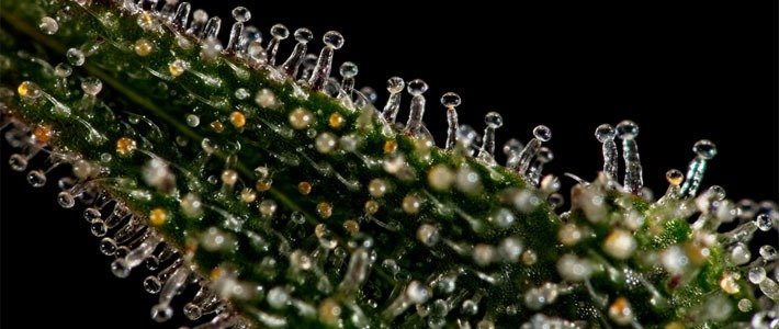 Cannabis Trichomes