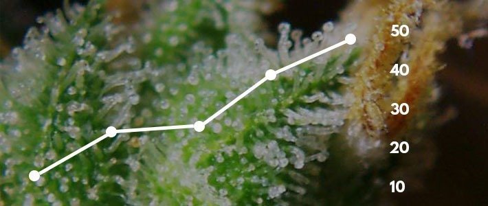 Increase Trichome Production