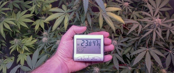 Humidity and Temperature Increase Trichome Production