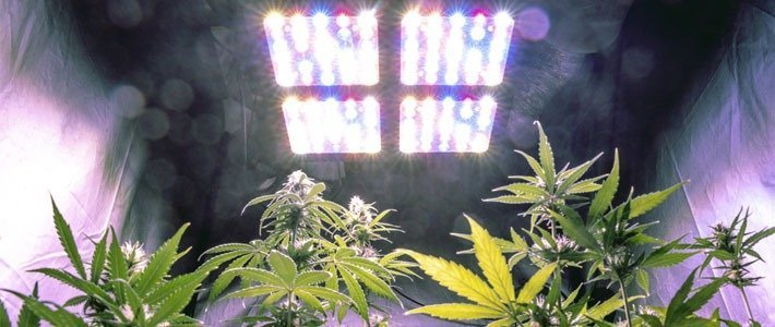 Increase Your Light Intensity How To Make Buds Bigger During Flowering