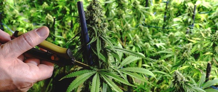 Pruning How To Make Buds Bigger During Flowering