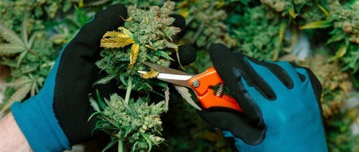 Tools to harvest weed