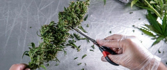 Trimming weed
