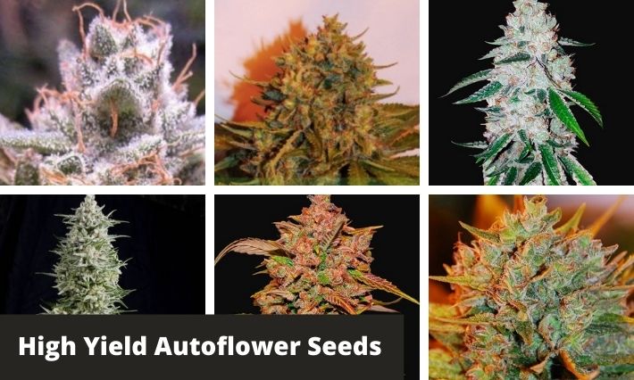High Yield Autoflower Seeds