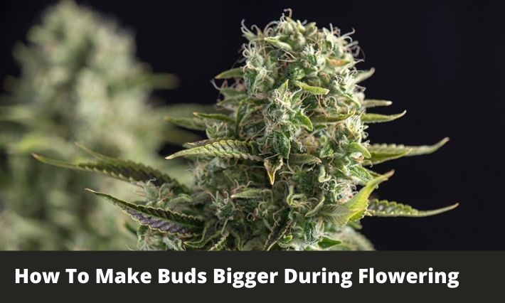how to make buds bigger during flowering