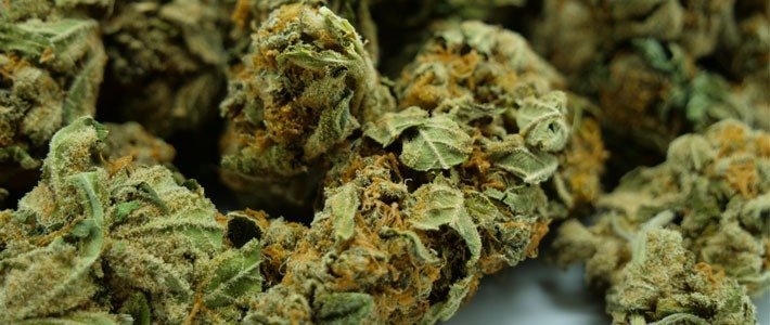 Drying Buds Step-By-Step Dry and Cure Weed Step By Step