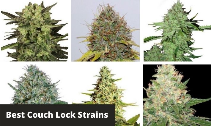 best couch lock strains