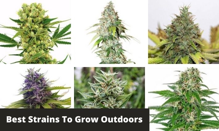 Best Strains to Grow Outdoors