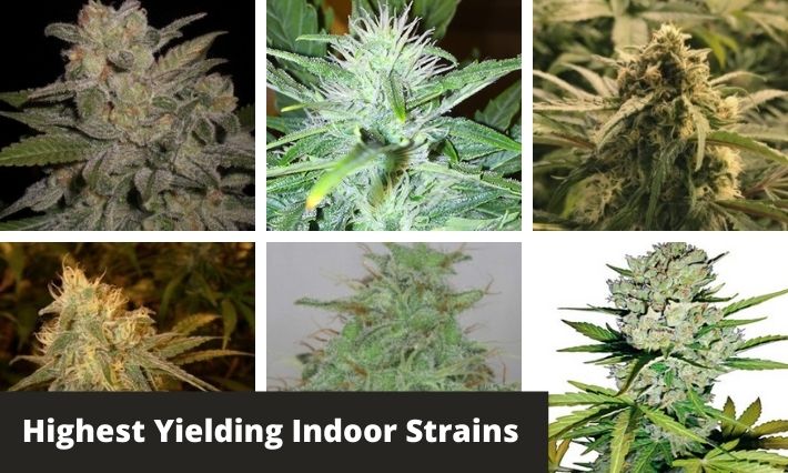 highest yielding indoor strains