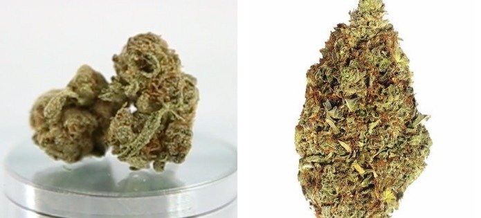 og-kush-best-couch-lock-strains