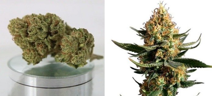 chemdawg-most-popular-indica-strains