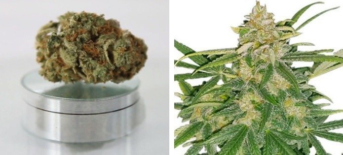 critical-mass-most-popular-indica-strains