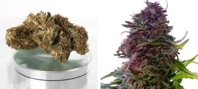 grand-daddy-purple-most-popular-indica-strains