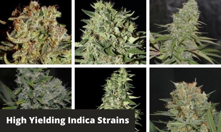 high yielding indica strains