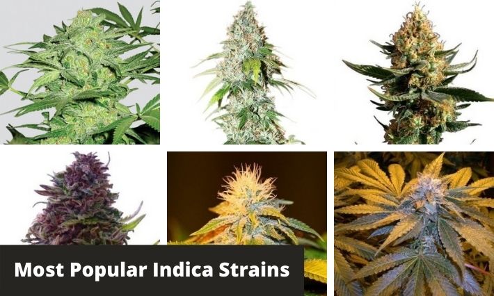 most popular indica strains