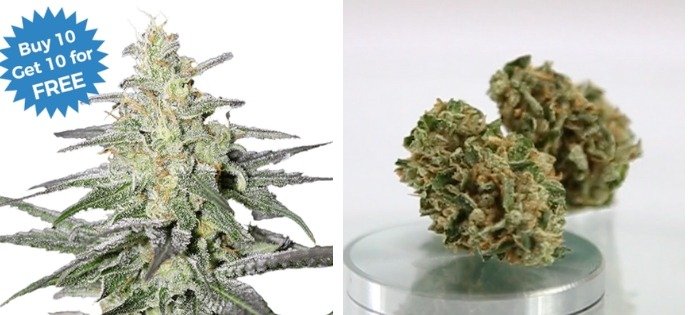 super silver haze short sativa strains