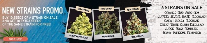 Discounts Promotions Amsterdam Marijuana Seeds Review 