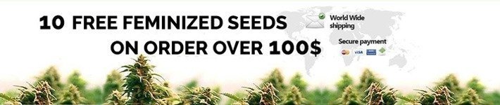 Discounts Promotions Dutch Seeds Shop Review 