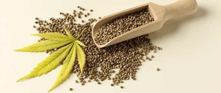 Seed Quality Amsterdam Marijuana Seeds Review