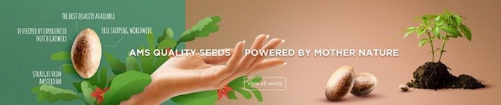 Seeds Reliability Amsterdam Marijuana Seeds Review 