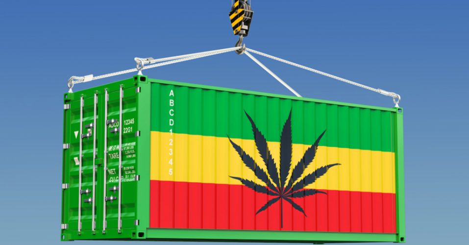 Shipping Amsterdam Marijuana Seeds Review 