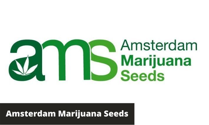 amsterdam marijuana seeds review