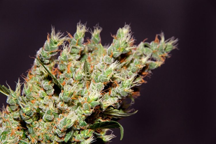 Cannabis Seed Close Up