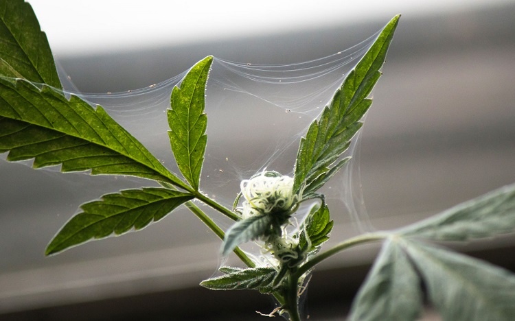 Spider Mites On Cannabis