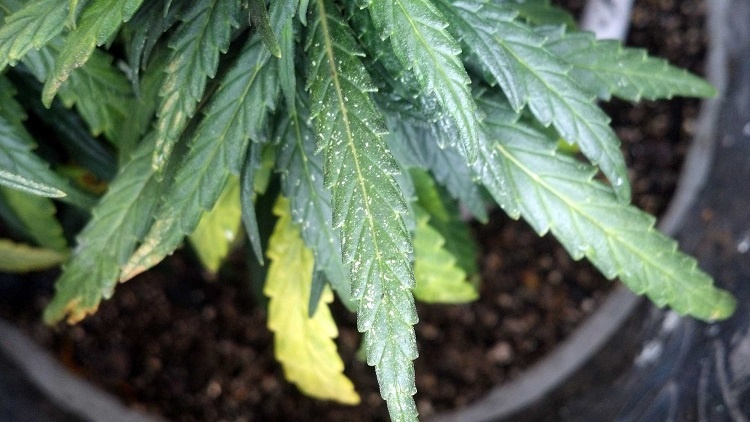 Spider Mites On Cannabis