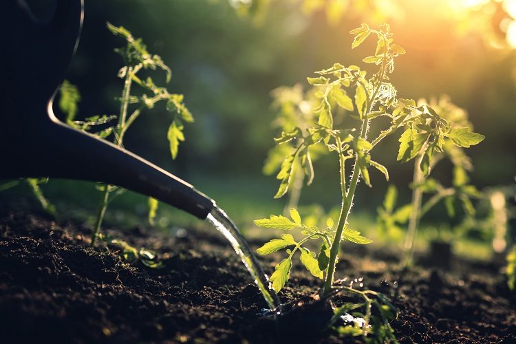 Watering Weed