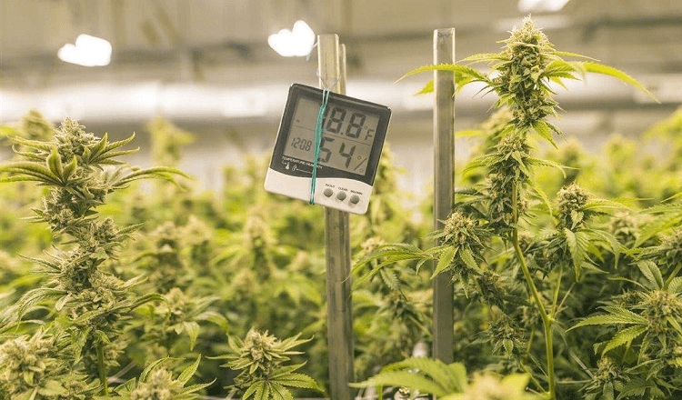 Using Thermometer For Weed