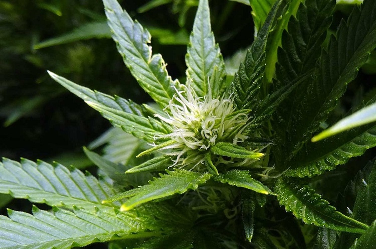 Marijuana Plant Flowering Stage